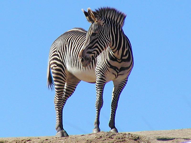 a zebra