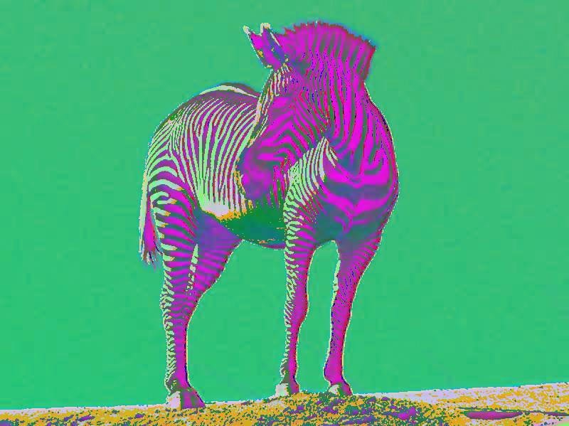a zebra colorized fuschia
