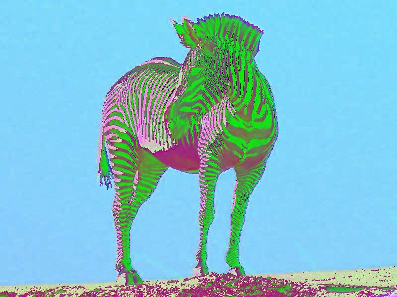 a zebra colorized lime green