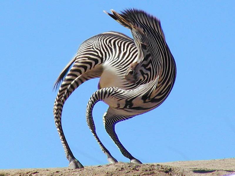 a zebra with a large swirl effect