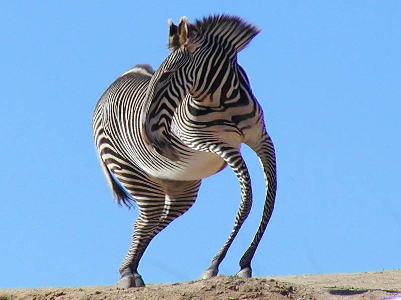 a zebra with a swirl effect